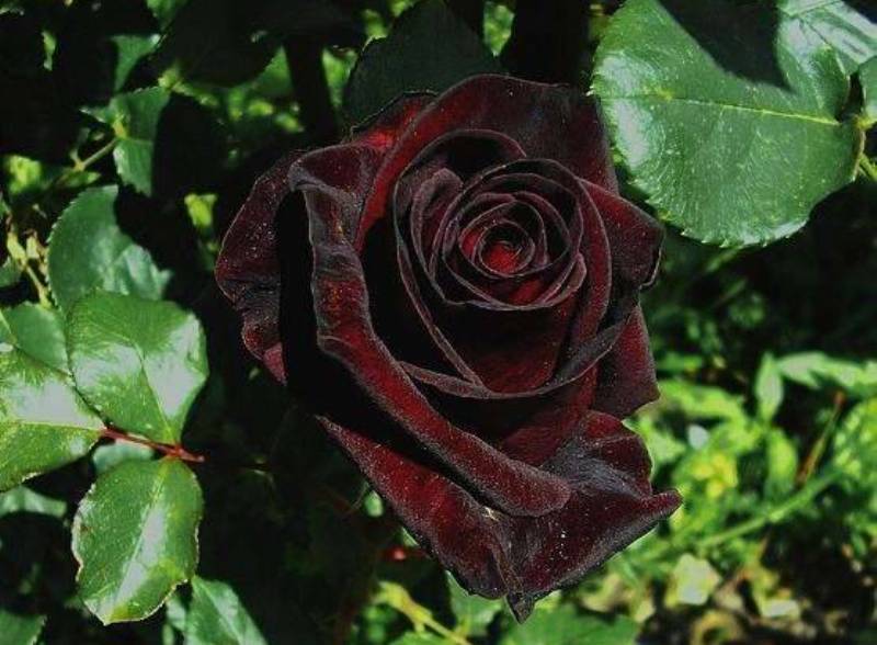 Роза черный принц фото и описание и уход