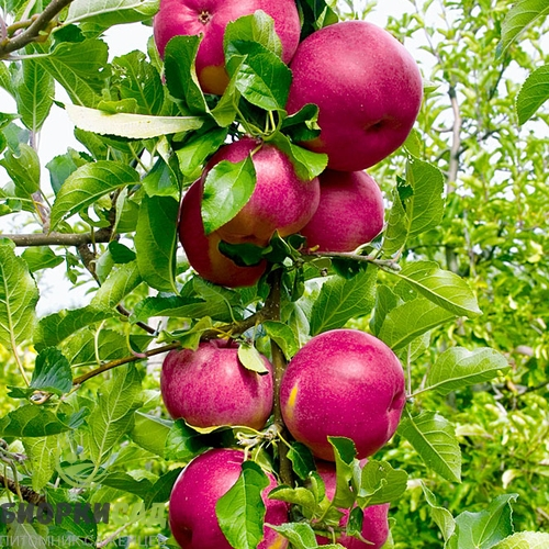 изображение_2024-12-07_102211189